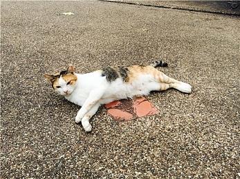 瑞幸咖啡 x《JOJO的奇妙冒险 石之海》联名  将于10月上线