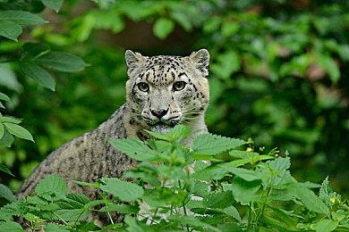 《使命召唤18》僵尸模式正式预告 魔幻特种部队大战不死军团